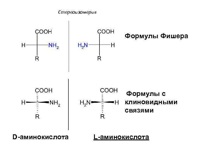 Стереоизомерия Формулы Фишера Формулы с клиновидными связями D-аминокислота L-аминокислота 