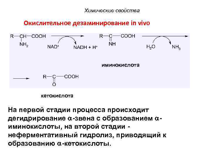Химические свойства Окислительное дезаминирование in vivo иминокислота кетокислота На первой стадии процесса происходит дегидрирование