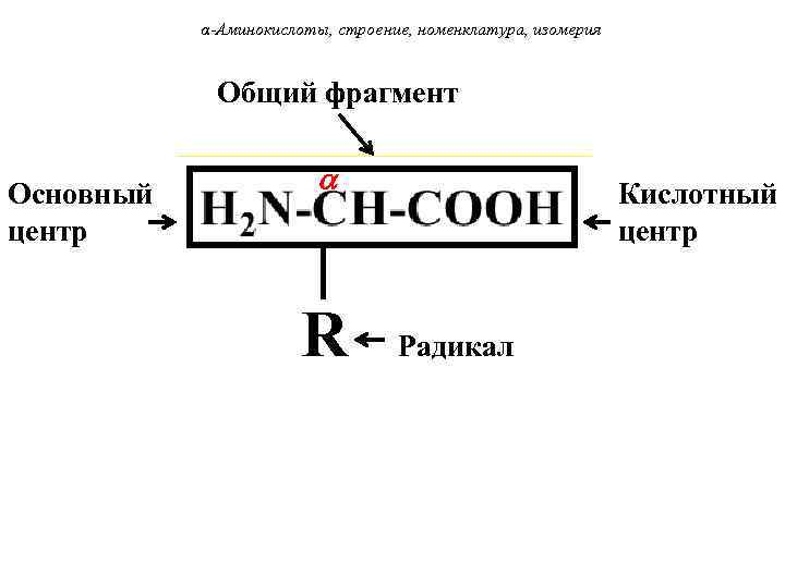 α-Аминокислоты, строение, номенклатура, изомерия Общий фрагмент Основный центр R Радикал Кислотный центр 