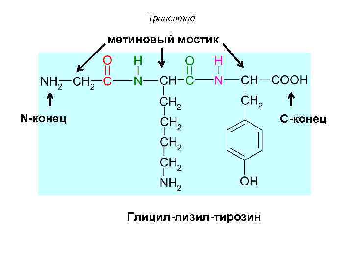 Трипептид метиновый мостик N-конец С-конец Глицил-лизил-тирозин 