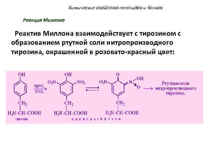 Химические свойства пептидов и белков Реакция Миллона Реактив Миллона взаимодействует с тирозином с образованием