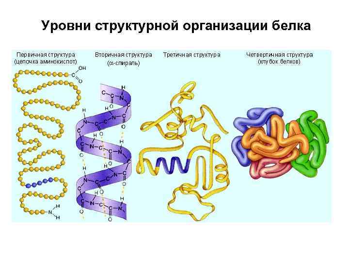 Уровни структурной организации белка 