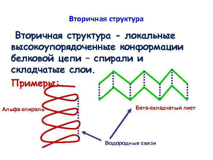 Вторичная структура - локальные высокоупорядоченные конформации белковой цепи – спирали и складчатые слои. Примеры:
