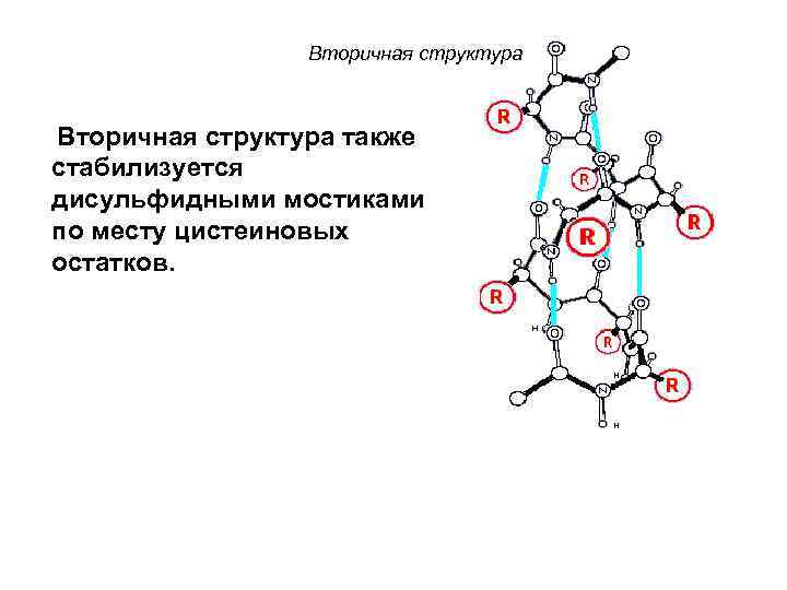 Вторичная структура также стабилизуется дисульфидными мостиками по месту цистеиновых остатков. 