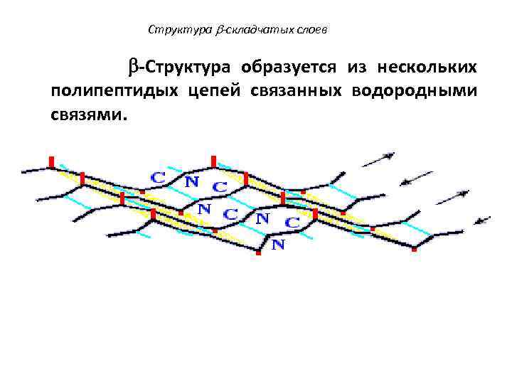 Структура b-складчатых слоев -Структура образуется из нескольких полипептидых цепей связанных водородными связями. 