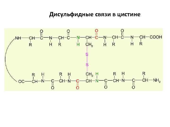 Дисульфидные связи в цистине 