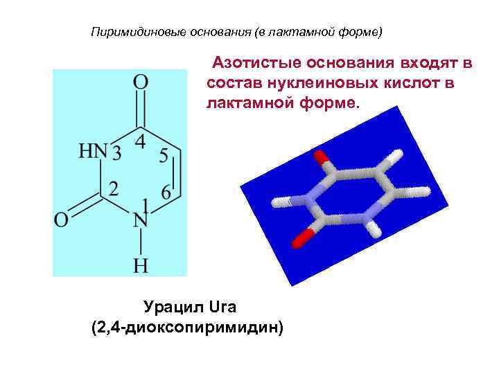 Пиримидиновые основания (в лактамной форме) Азотистые основания входят в состав нуклеиновых кислот в лактамной