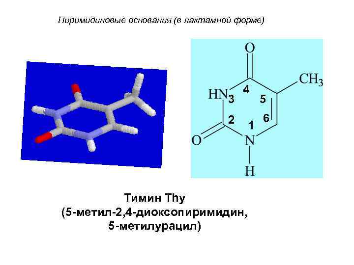 Пиримидиновые основания (в лактамной форме) 3 4 2 Тимин Thy (5 -метил-2, 4 -диоксопиримидин,