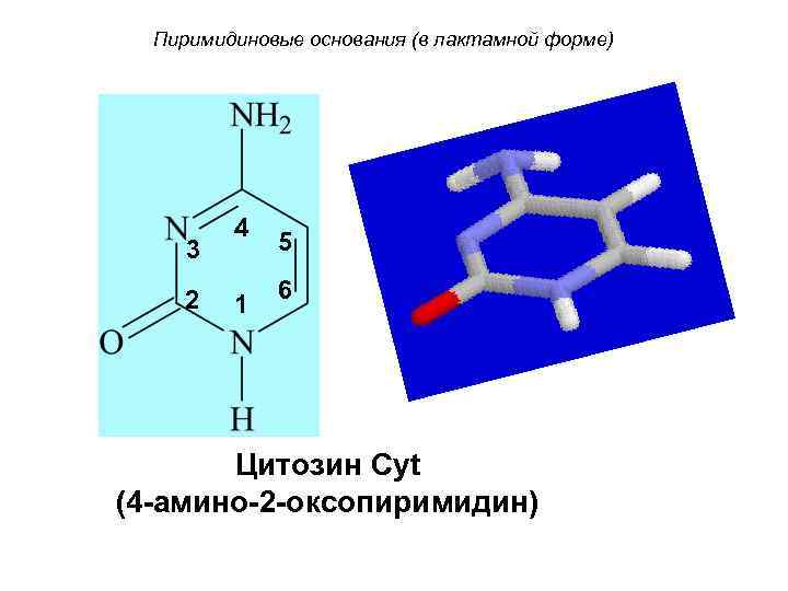 Пиримидиновые основания (в лактамной форме) 3 2 4 1 5 6 Цитозин Cyt (4
