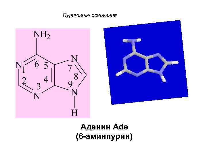 Пуриновые основания Аденин Ade (6 -аминпурин) 