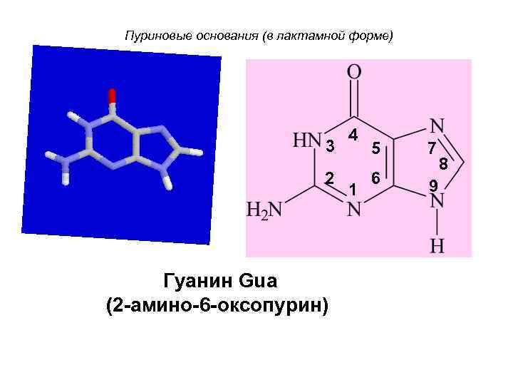 Пуриновые основания (в лактамной форме) 3 2 Гуанин Gua (2 -амино-6 -оксопурин) 4 1