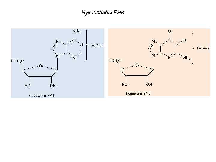 Нуклеозиды РНК 