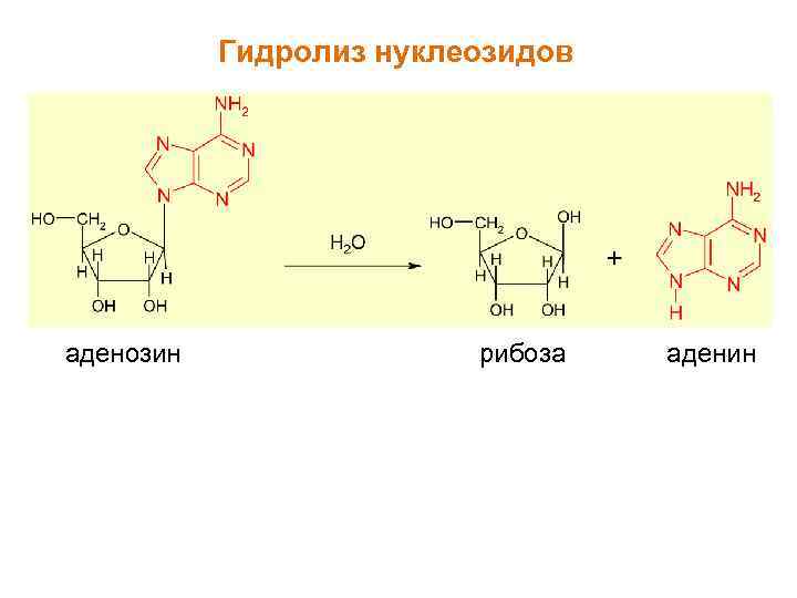 Гидролиз нуклеозидов аденозин рибоза аденин 