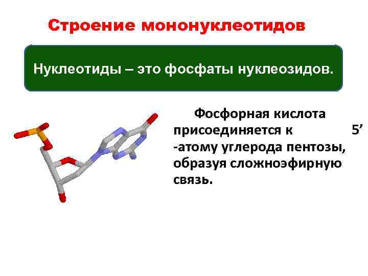 Строение мононуклеотидов Нуклеотиды – это фосфаты нуклеозидов. Фосфорная кислота присоединяется к 5’ -атому углерода