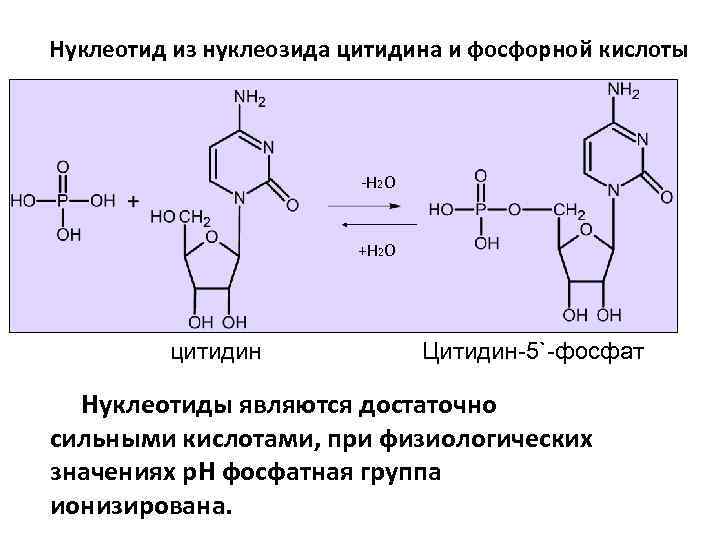 Нуклеотид из нуклеозида цитидина и фосфорной кислоты -Н 2 О +H 2 O цитидин