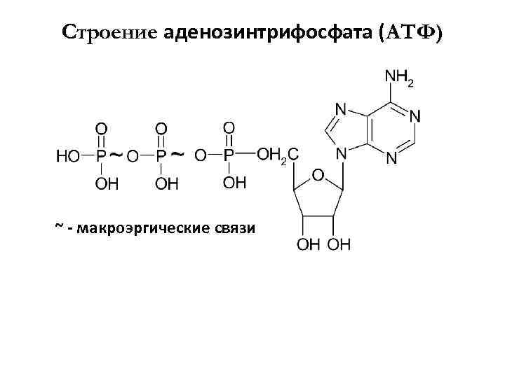 Строение аденозинтрифосфата (АТФ) ~ - макроэргические связи 