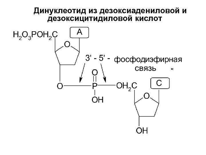 Динуклеотид из дезоксиадениловой и дезоксицитидиловой кислот 