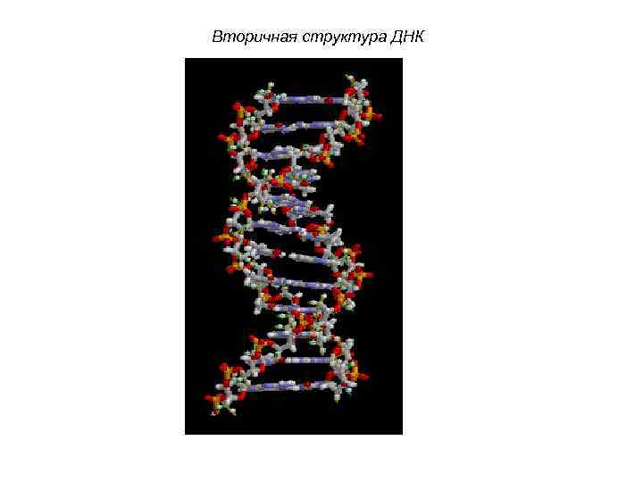 Вторичная структура ДНК 