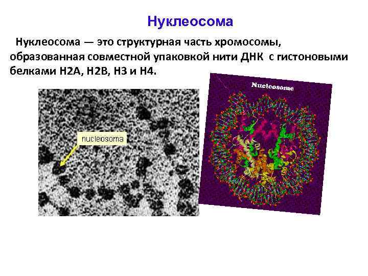 Нуклеосома — это структурная часть хромосомы, образованная совместной упаковкой нити ДНК с гистоновыми белками