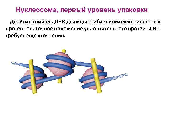Нуклеосома, первый уровень упаковки Двойная спираль ДНК дважды огибает комплекс гистонных протеинов. Точное положение