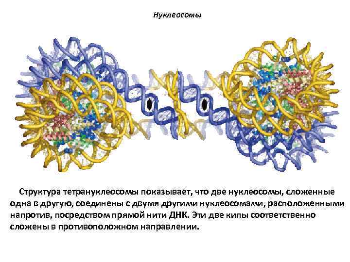 Нуклеосомы Структура тетрануклеосомы показывает, что две нуклеосомы, сложенные одна в другую, соединены с двумя
