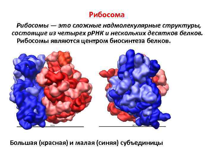 Рибосома Рибосомы — это сложные надмолекулярные структуры, состоящие из четырех р. РНК и нескольких