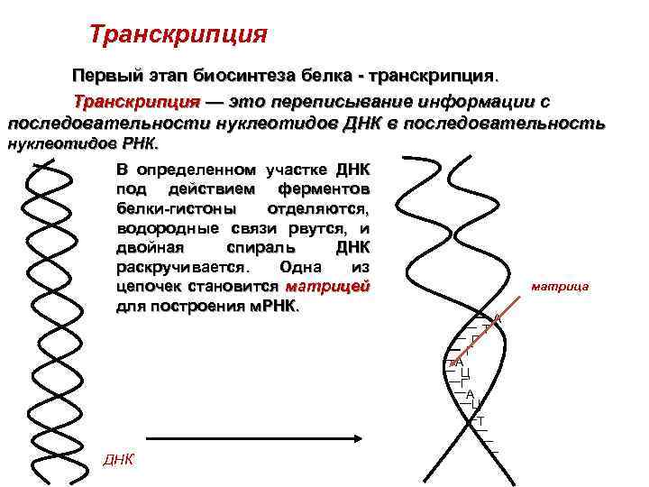 Транскрипция Первый этап биосинтеза белка - транскрипция. Транскрипция — это переписывание информации с последовательности