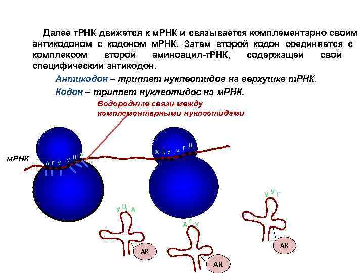 Далее т. РНК движется к м. РНК и связывается комплементарно своим антикодоном с кодоном