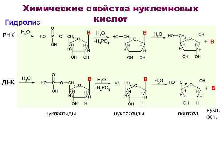Химические свойства нуклеиновых кислот Гидролиз РНК ДНК нуклеотиды нуклеозиды пентоза нукл. осн. 