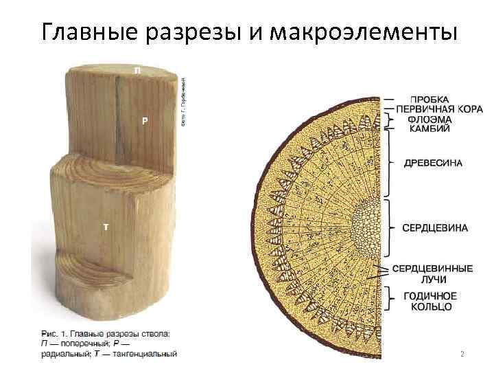 Главные разрезы и макроэлементы 2 