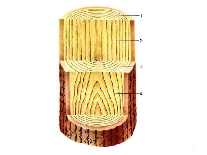 Сделайте кольцевой надрез на древесной ветки. Тангентальный срез древесины. Радиальный и тангенциальный распил. Тангентальный распил дерева. Радиальный распил древесины.
