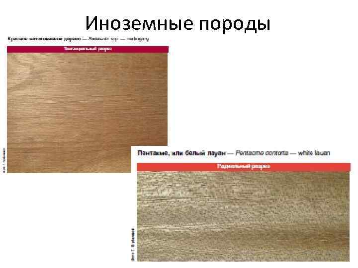 Иноземные породы 38 