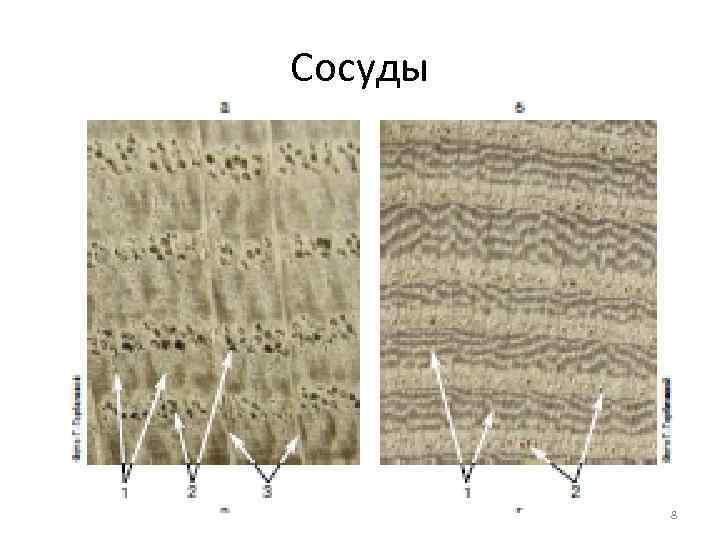 Сосуды 8 