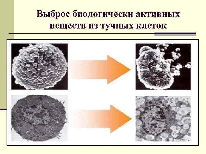 Выброс биологически активных веществ из тучных клеток 