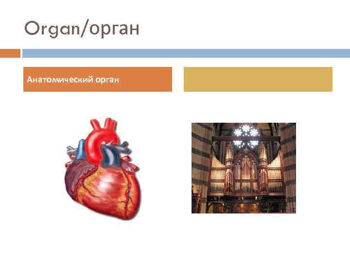 Organ/орган Анатомический орган 