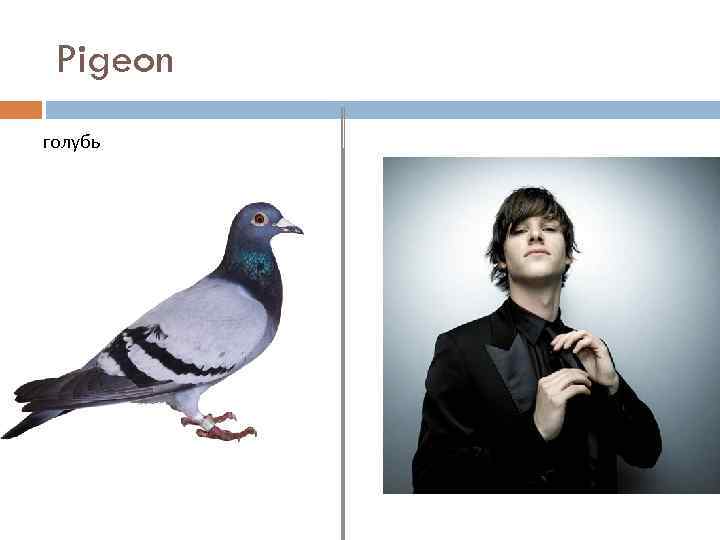 Pigeon голубь 