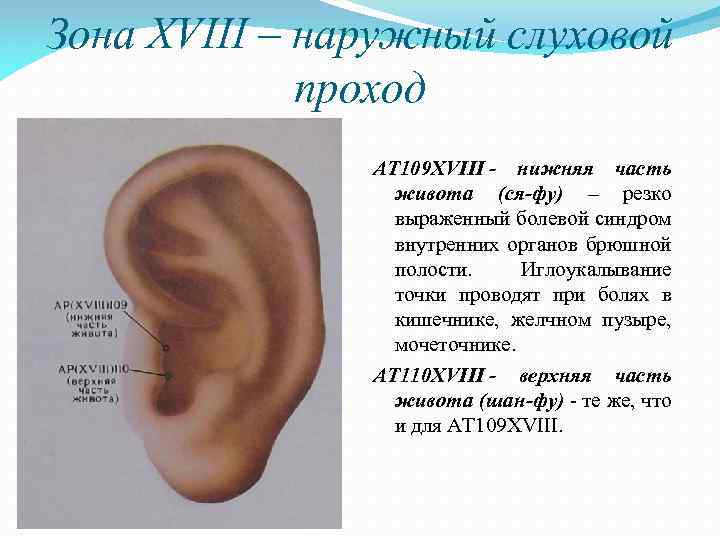 Зона XVIII – наружный слуховой проход AT 109 XVIII - нижняя часть живота (ся-фу)