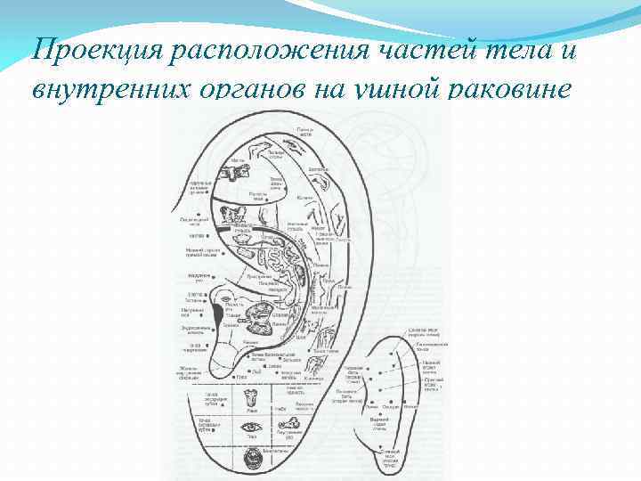 Проекция расположения частей тела и внутренних органов на ушной раковине 