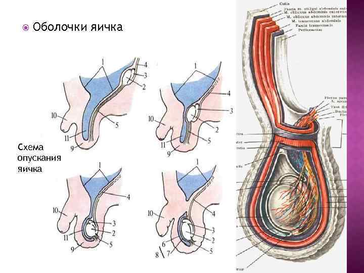Нормальная яичка мужчин. Семенной канатик у мужчин анатомия. Оболочки семенного канатика анатомия. Оболочки яичка анатомия схема. Послойное строение мошонки (оболочки яичка).