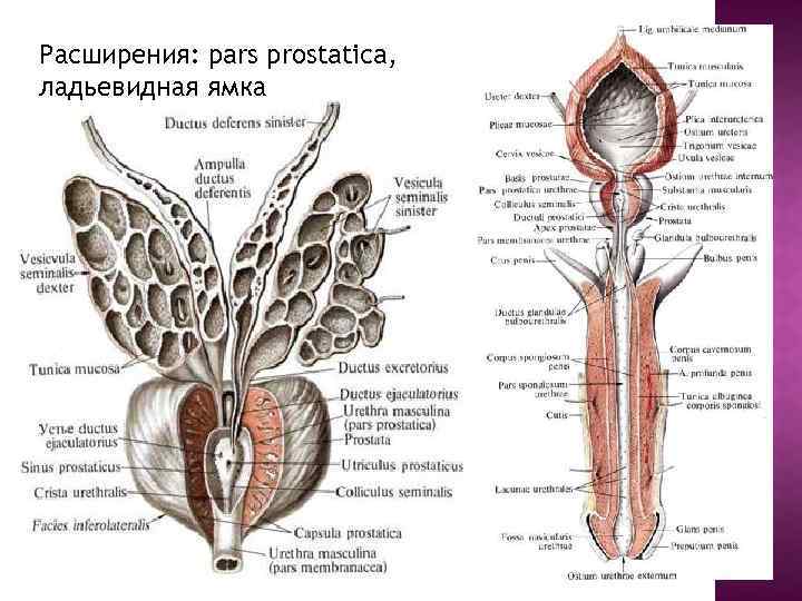 Расширения: pars prostatica, ладьевидная ямка 