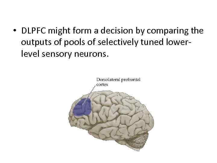  • DLPFC might form a decision by comparing the outputs of pools of