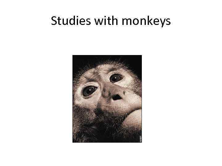 Studies with monkeys 