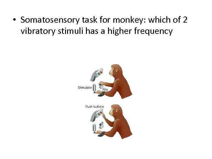  • Somatosensory task for monkey: which of 2 vibratory stimuli has a higher