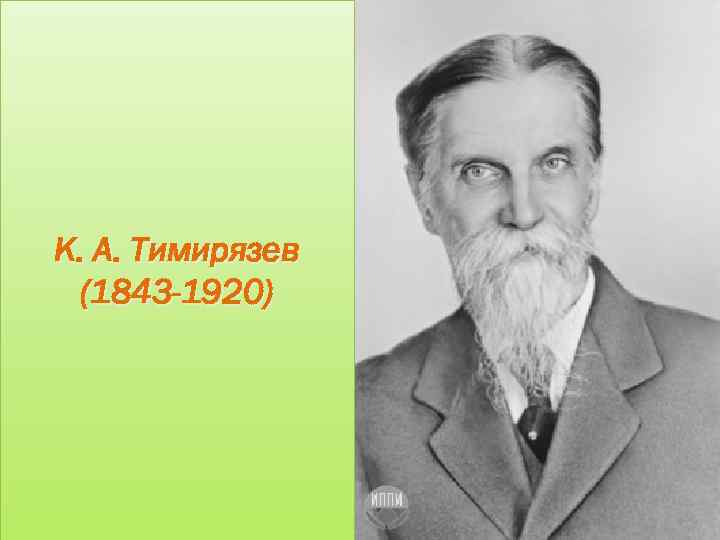 К. А. Тимирязев (1843 -1920) 