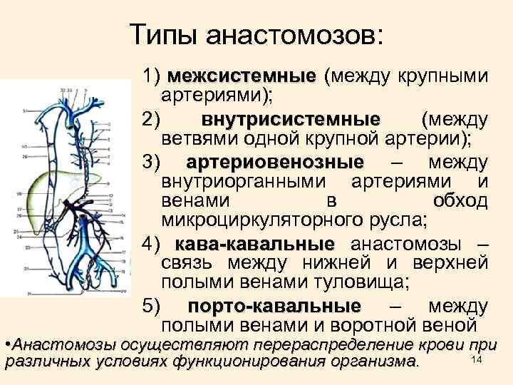 Типы анастомозов: 1) межсистемные (между крупными артериями); 2) внутрисистемные (между ветвями одной крупной артерии);