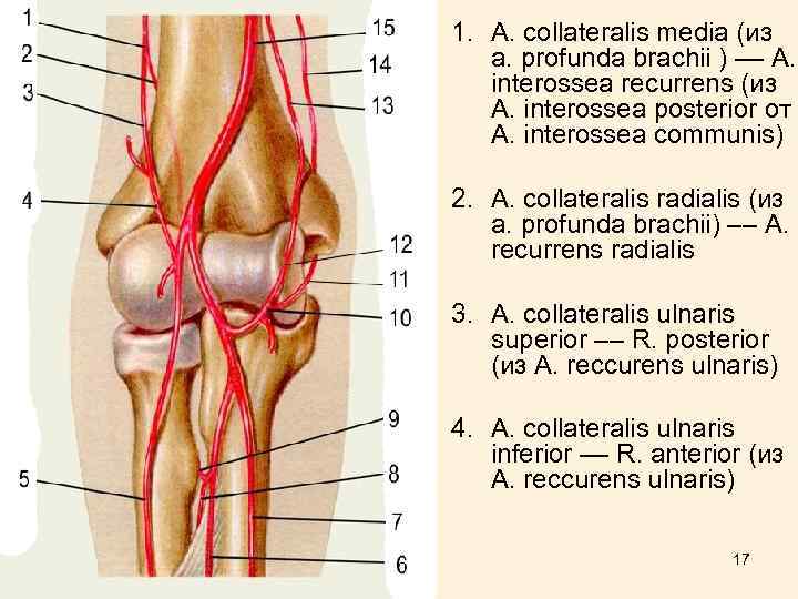 Кровоснабжение локтевого сустава схема
