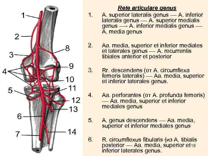 1. Rete articulare genus А. superior lateralis genus –– А. inferior lateralis genus ––