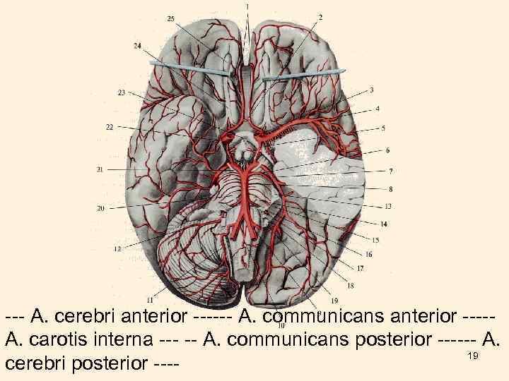 --- А. cerebri anterior ------ А. communicans anterior ----А. carotis interna --- -- А.