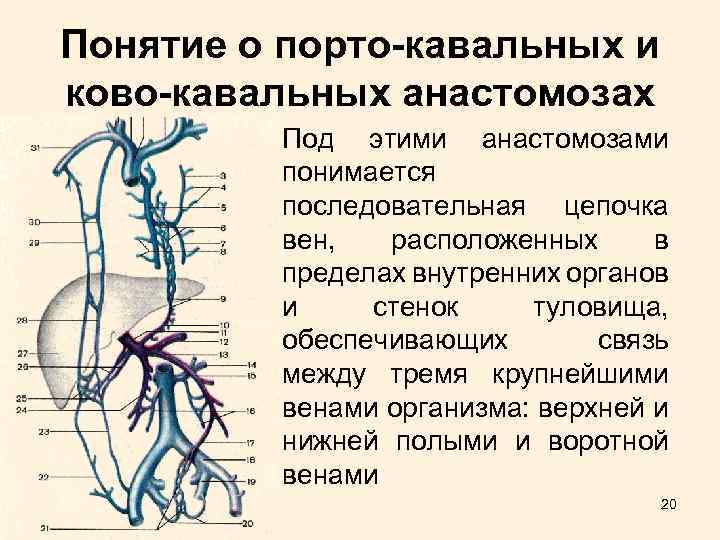 Понятие о порто-кавальных и ково-кавальных анастомозах Под этими анастомозами понимается последовательная цепочка вен, расположенных