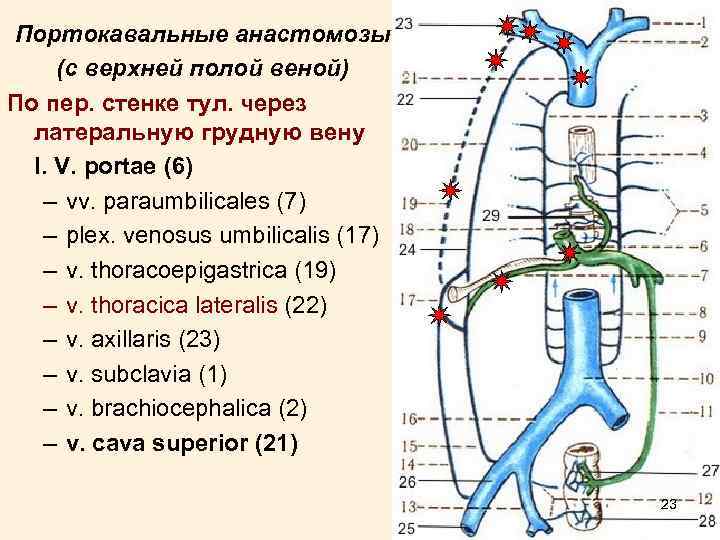 Портокавальные анастомозы (с верхней полой веной) По пер. стенке тул. через латеральную грудную вену